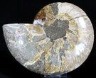 Ammonite Fossil (Half) - Million Years #37260-1